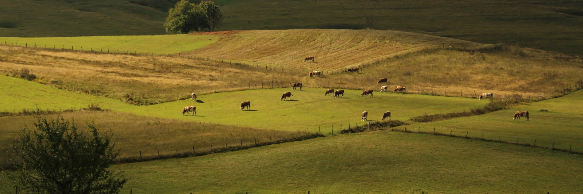 A view of the Pester weald in Serbia, 2018