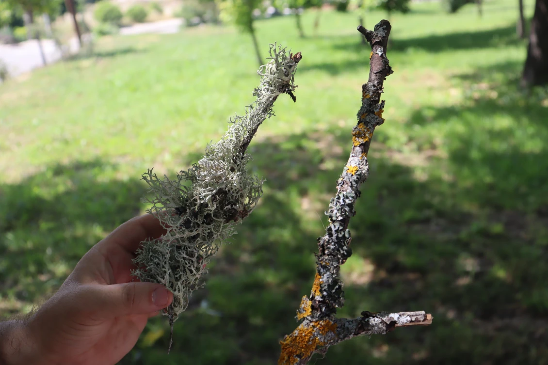Lichens