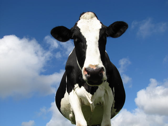 Biogas – neiskorišteni potencijal za energetsku tranziciju BiH